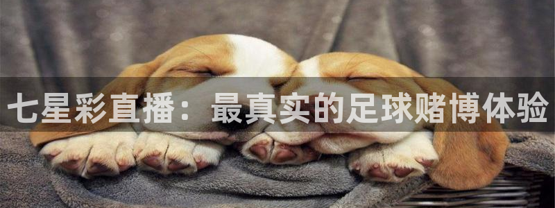 搜球吧 直播：七星彩直播：最真实的足球赌博体验